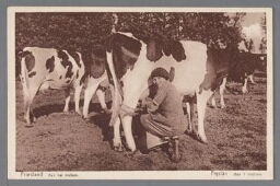 Boerin melkt de koeien. 1930