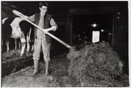 Boerin schept hooi voor de koeien 1987