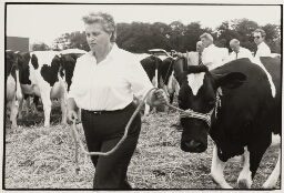Een boerin met koe op weg naar de keuringsjury. 1987