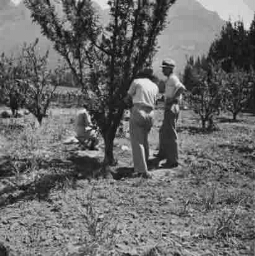 Twee heren bij een boom en een vrouw op een krukje er achter 1938