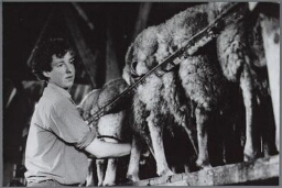 Schapenhouden, boerin melkt de schapen voor kaasmakerij. 1985