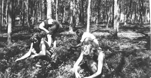 Vrouwen plukken bosbessen in de omgeving van 'De Born' tijdens de oorlogsjaren 1940-1943 194?