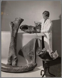 Studente paleontologie. 1937