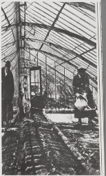 De tuinbouwschool voor meisjes 'Huis te Lande' te Rijswijk: het begieten in de kassen. 1917