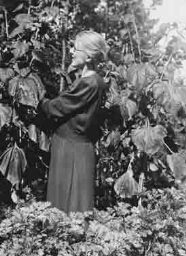 Jonge vrouw oogst kalebassen in de tuin van het Vormingscentrum 'De Born' 193?