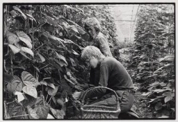 Twee medewerkers in kas van biologisch-dynamisch vrouwentuinbedrijf Jonathan. 1982