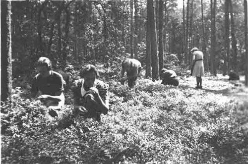 Vrouwen plukken bosbessen in de omgeving van 'De Born' tijdens de oorlogsjaren 1940-1943 194?