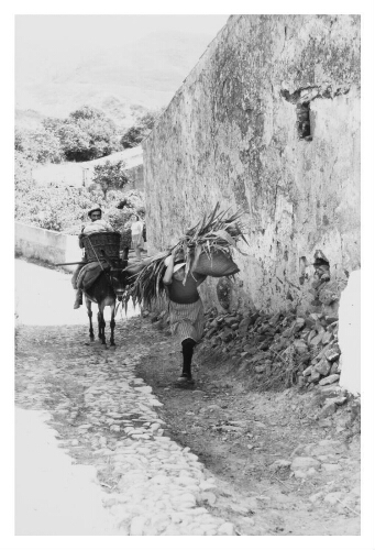 Algerijnse vrouw draagt rietstengels, achter haar zit een man op een ezel. 197?