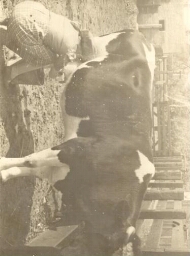 Leren koeienmelken. 1937