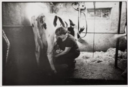 Boerin aan het werk in de melkstal. 1989