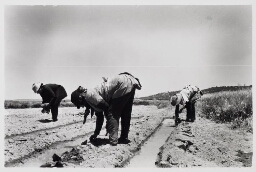 Vrouwen van de landbouwcoöperatie zorgen voor de tabaksplanten. 1976
